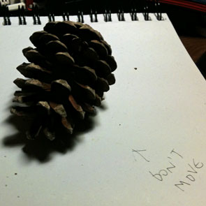 First find your pine cone. Put it somewhere where it won't be moved.